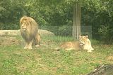 leipzig zoo-01_07_2011_zoo_allgemein_250